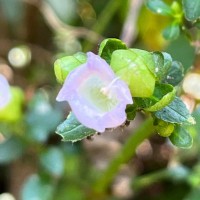 Strobilanthes glandulata Nilanthi et al.